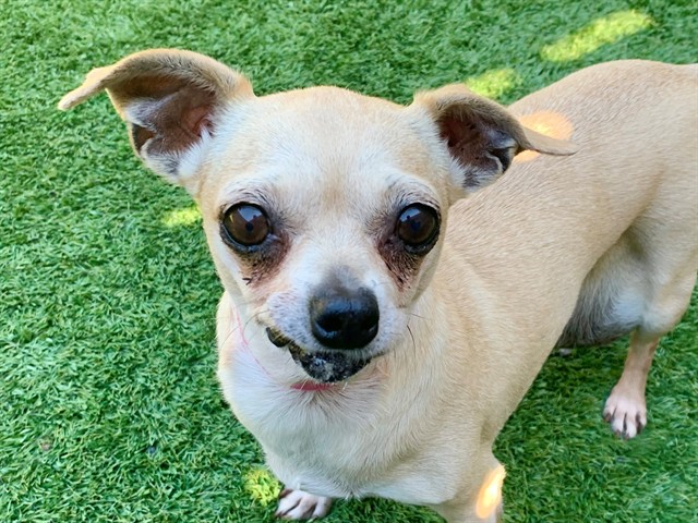 Adoptable Dog