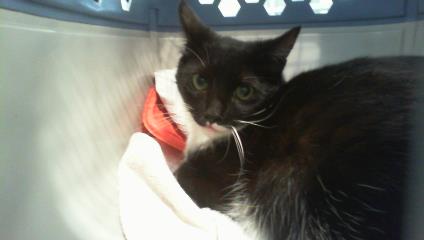 Adoptable Cat