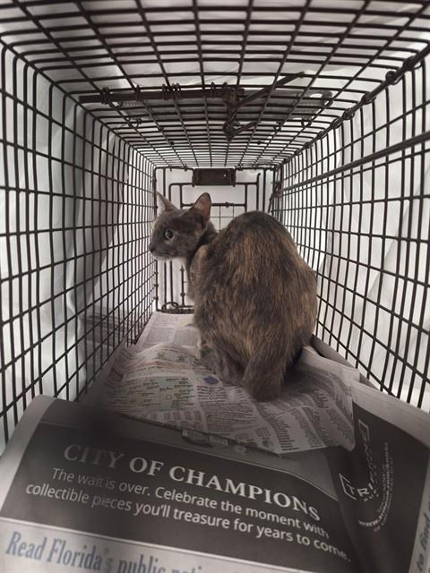 Adoptable Cat