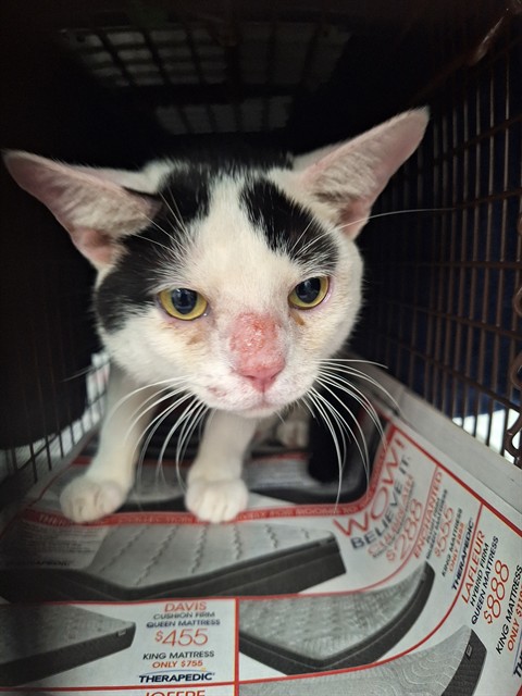 Adoptable Cat