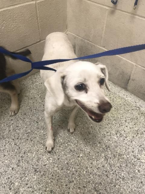 Adoptable Dog