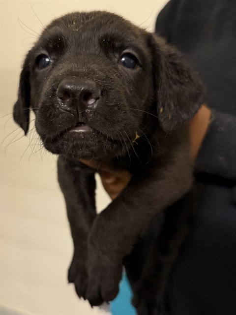 Gus