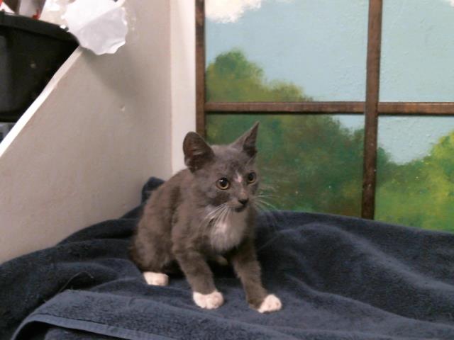 Adoptable Cat
