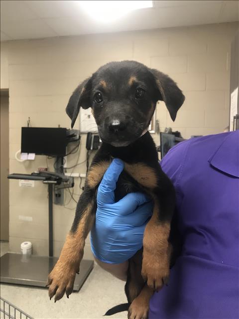 Adoptable Dog