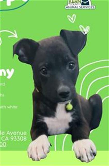 Sammy