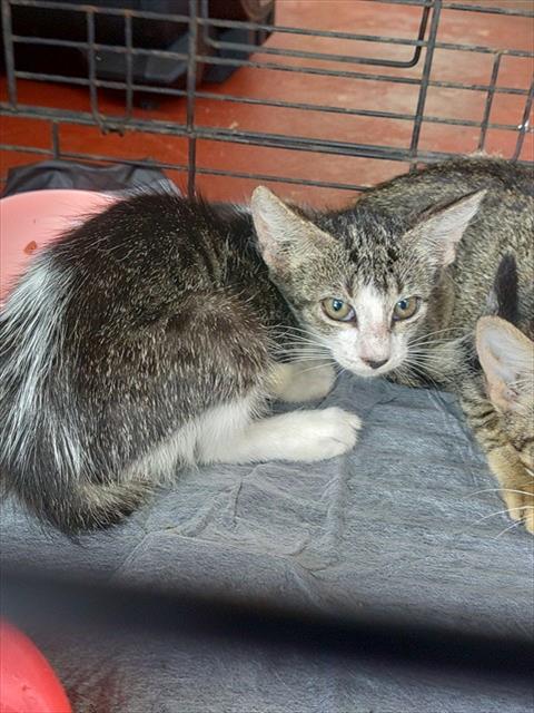 Adoptable Cat