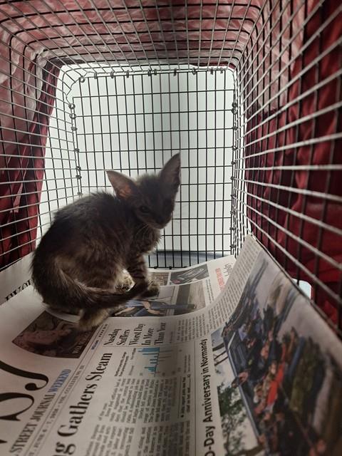 Adoptable Cat