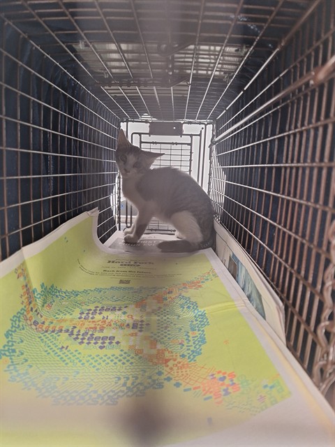 Adoptable Cat