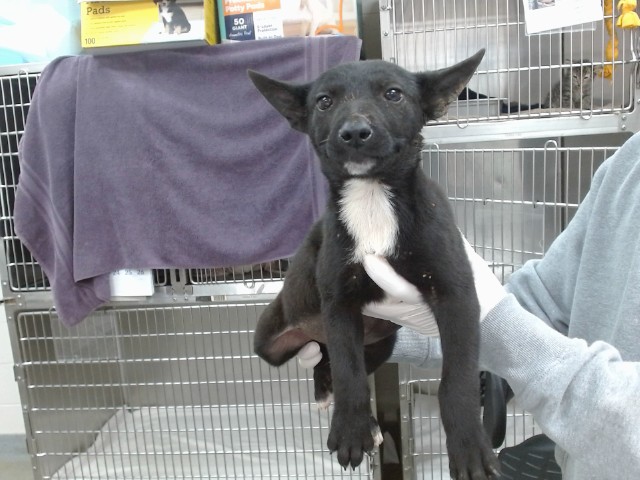 Dodger
