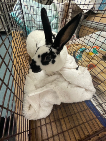 Oreo