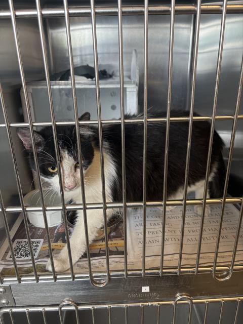 Adoptable Cat