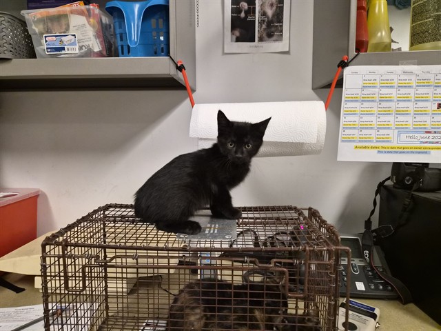 Adoptable Cat