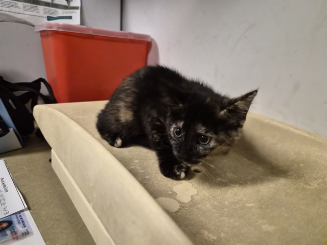 Adoptable Cat