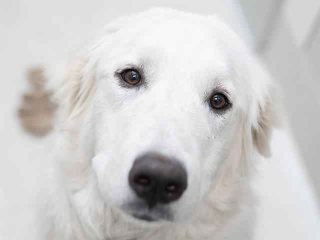 Nala