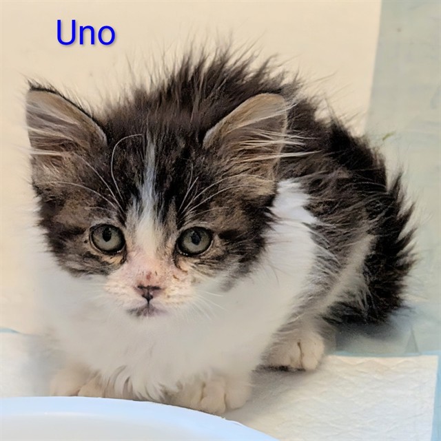 Uno