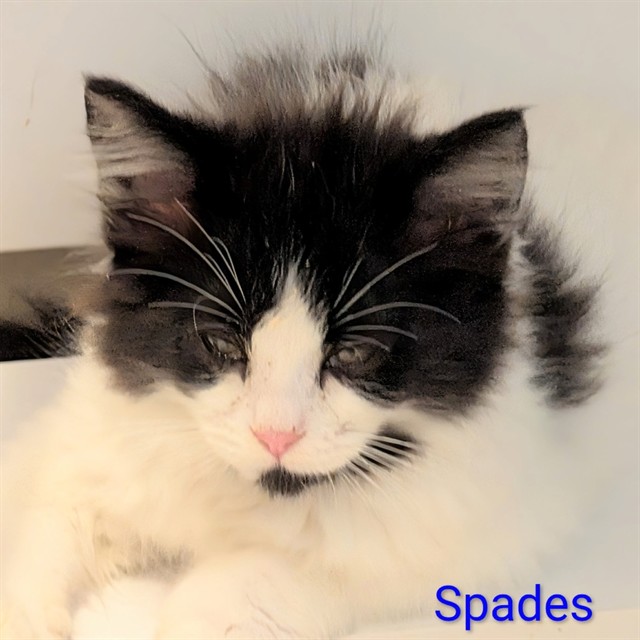 Spades
