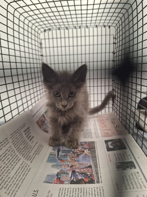 Adoptable Cat
