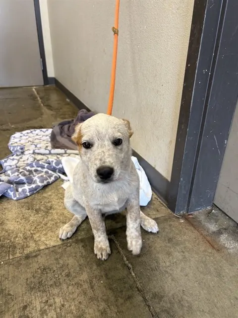 Chewie - Adoption Pending