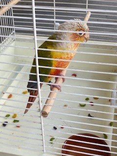 Adoptable Bird