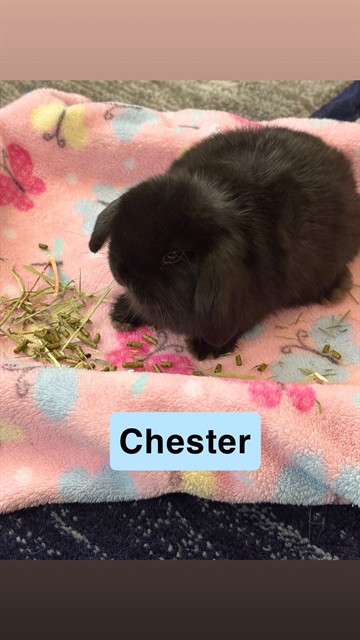 Chester