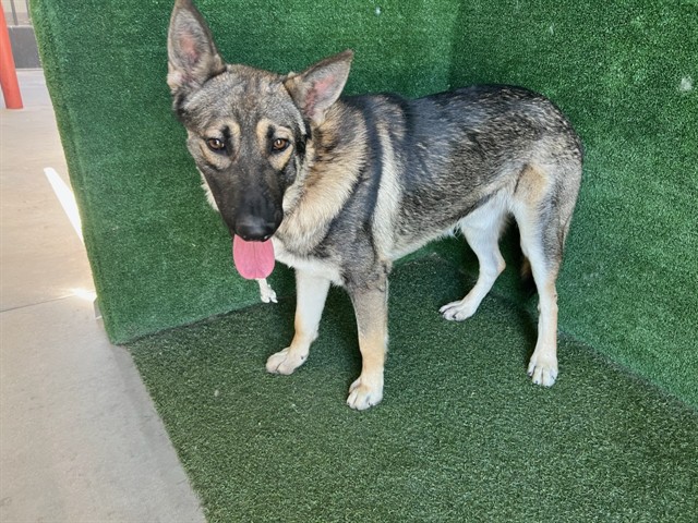 Adoptable Dog