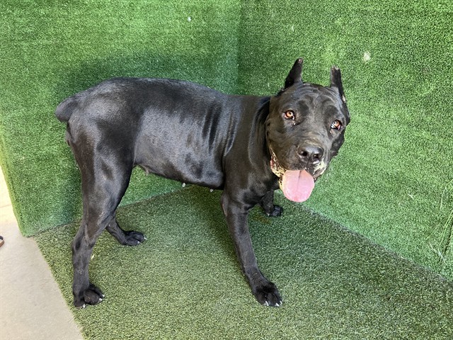 Adoptable Dog