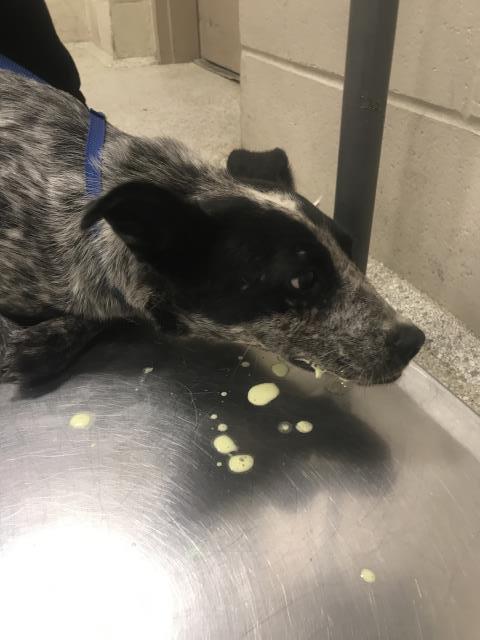 Adoptable Dog