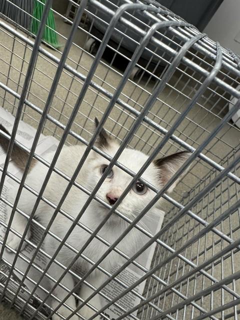 Adoptable Cat
