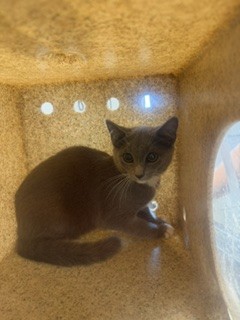 Adoptable Cat