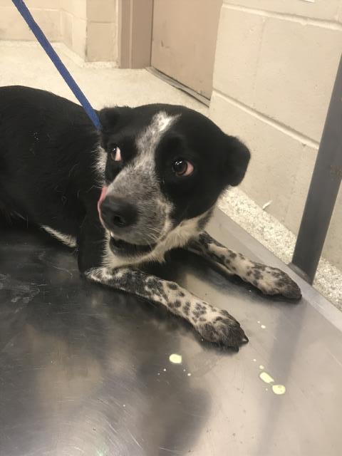 Adoptable Dog