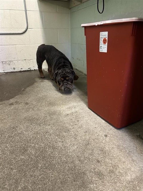 Adoptable Dog