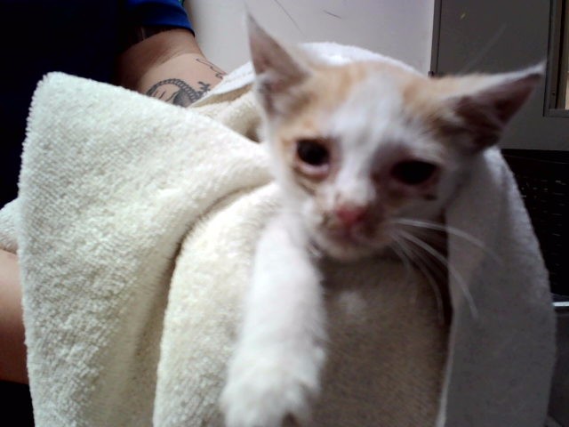 Adoptable Cat
