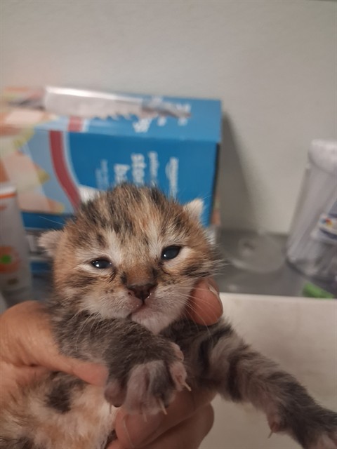 Adoptable Cat