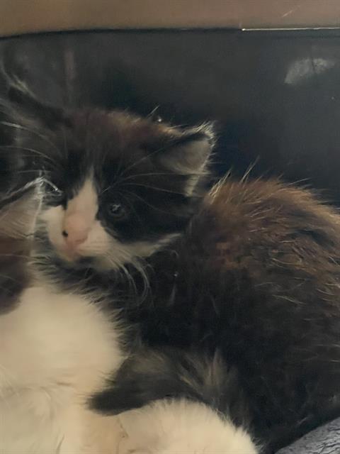 Cat 1