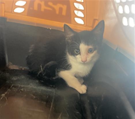 Adoptable Cat