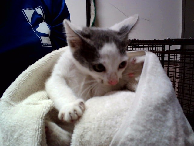 Adoptable Cat