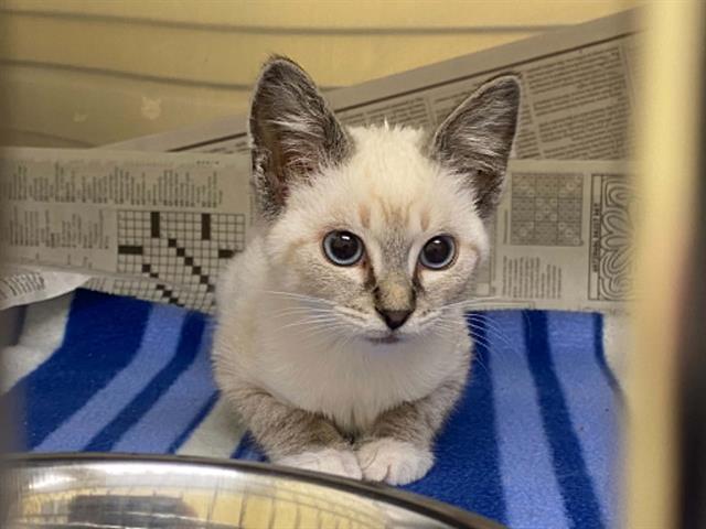 Adoptable Cat