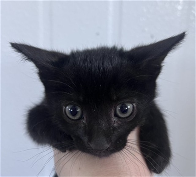 Bean