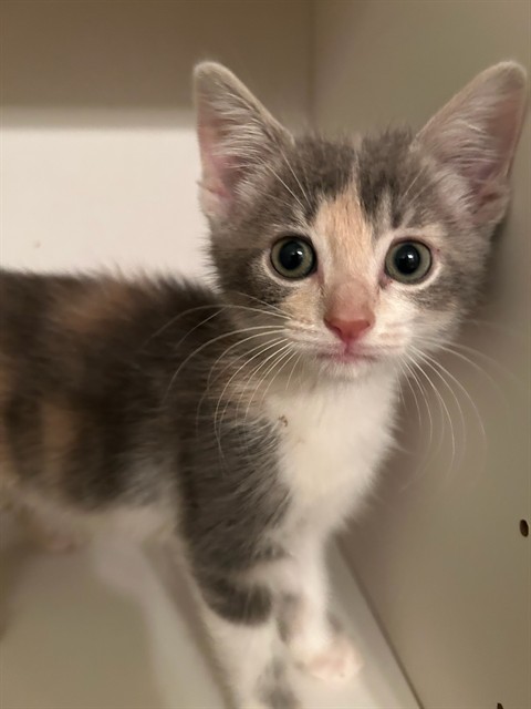 Carmela