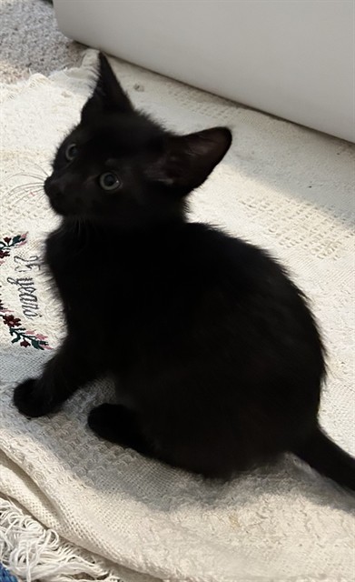 Frankie