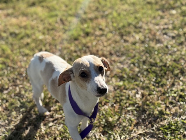 Chico