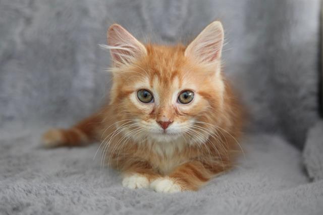 Tangerine