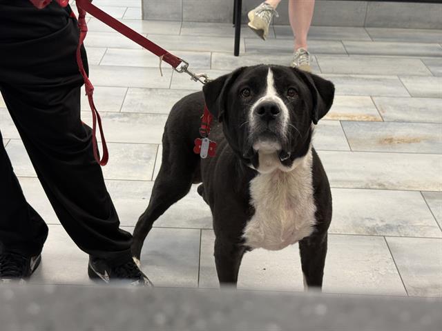 Snoop