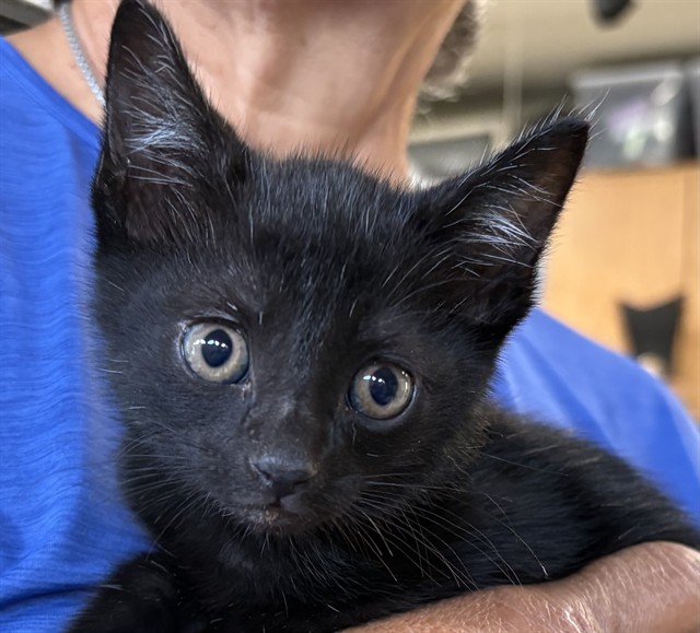 Kitten Scout