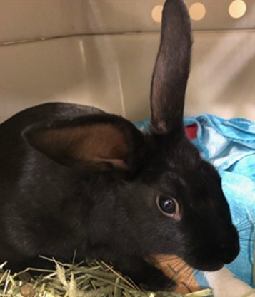 Piper