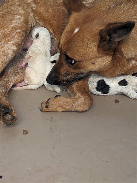 Adoptable Dog