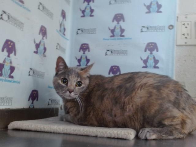 Nala