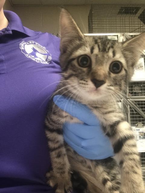 Adoptable Cat