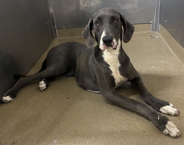 Adoptable Dog