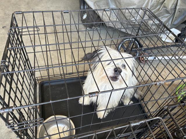 Adoptable Dog